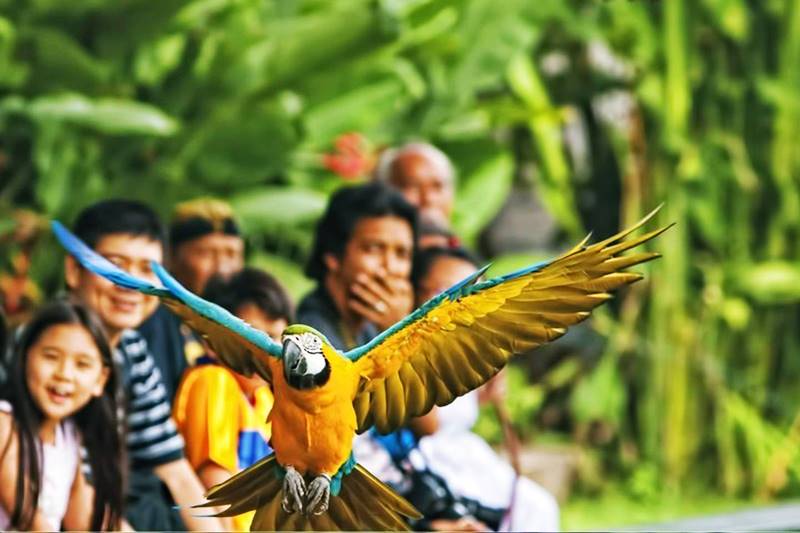 bali bird park 3
