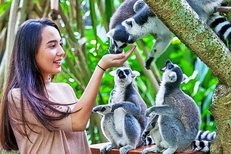 bali zoo 2