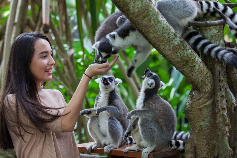 bali zoo 3