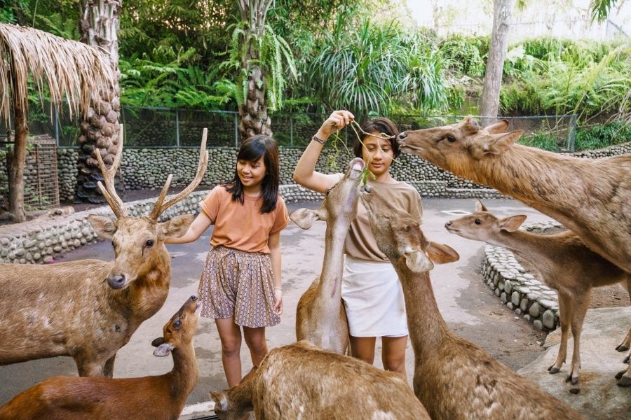 bali zoo 5